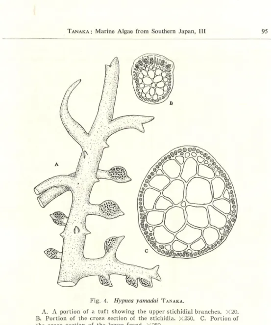 Fig. 4. Hypnea yamadai Tanaka.