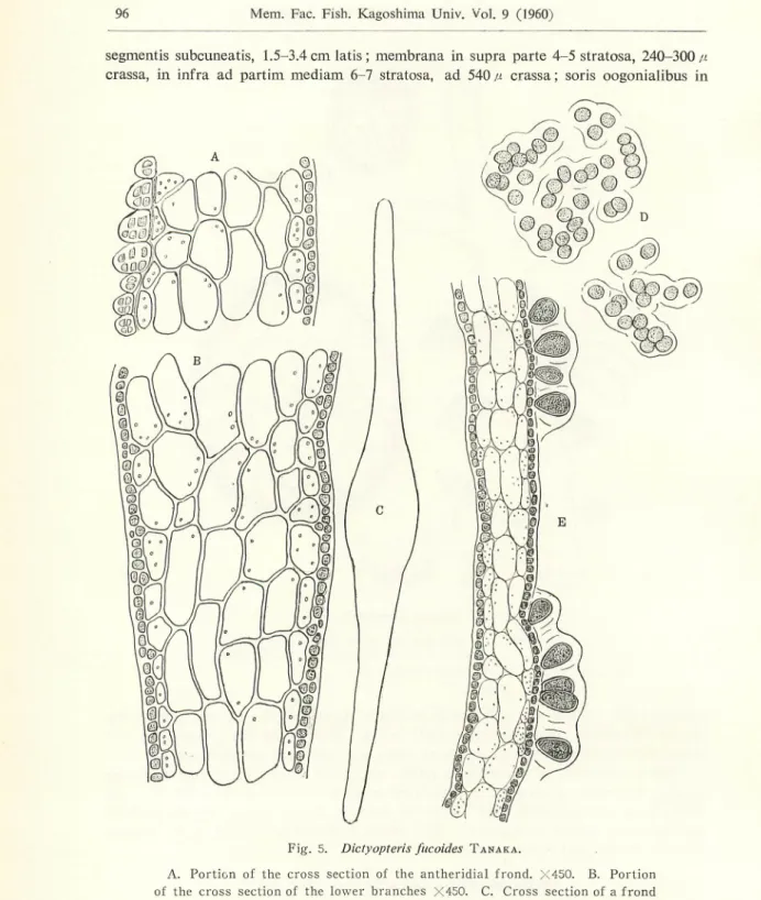 Fig. 5. Dictyopteris fucoides Tanaka.
