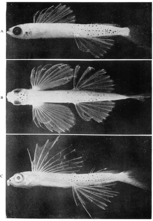 Fig. C Young 25.6 mm long, Koshiki-jima.