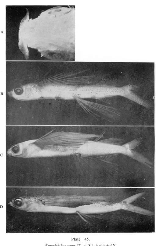 Fig. B Young, 42.0 mm long, Yaku-shima.
