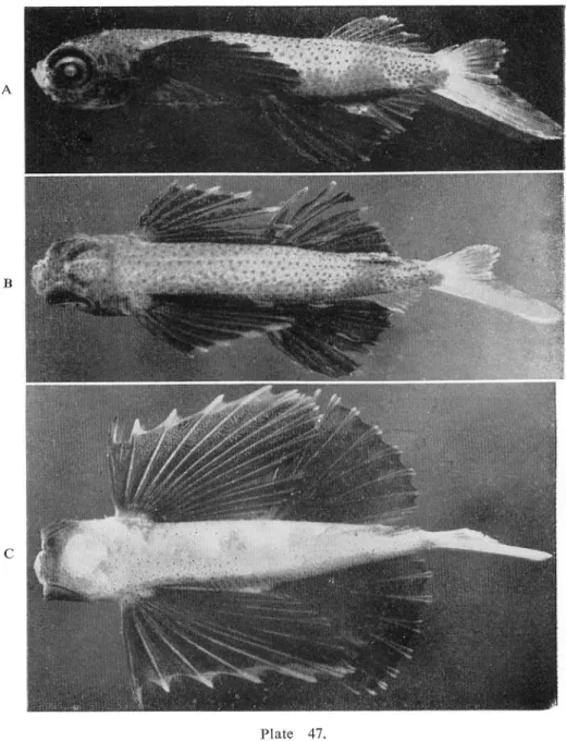 Fig. C Young, 26.8 mm long, 22'55'N 124=24'E