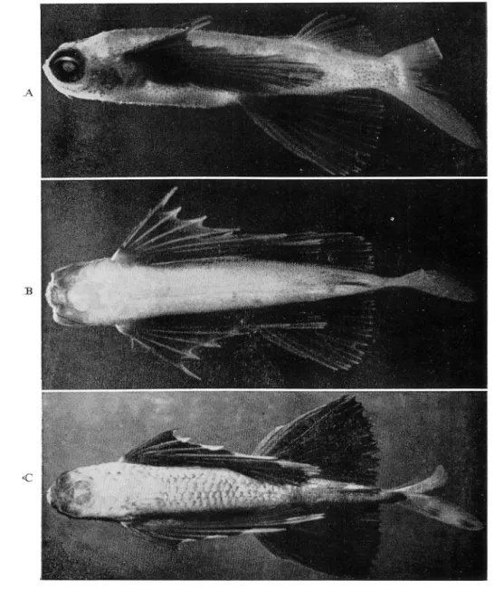 Fig. C Young, 59 mm long, Yaku-shima.