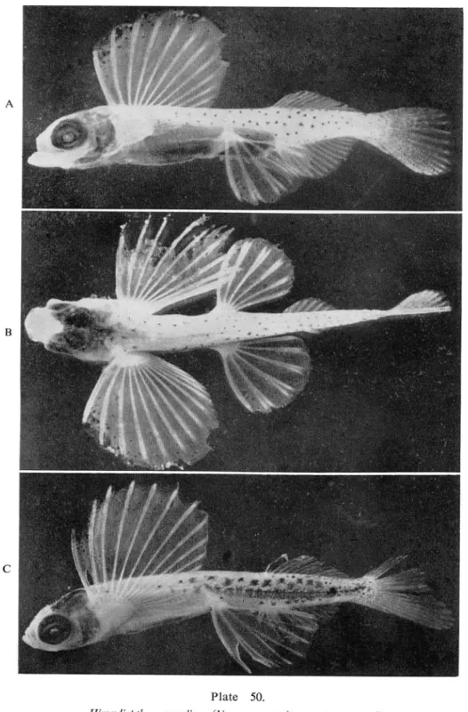 Fig. C Young, 15.0mm long, 22°55'N 124'24'E.