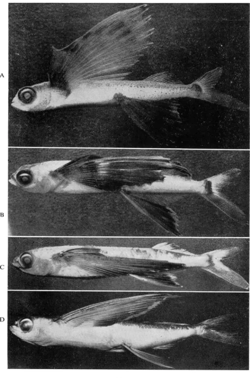 Fig. B Young, 70 mm long, Yaku-shima.