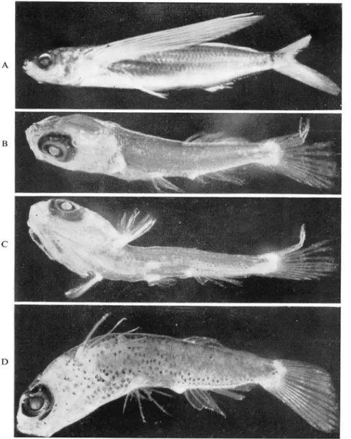 Fig. A Adult, 164 mm long, 22=30'N 124°30'E.