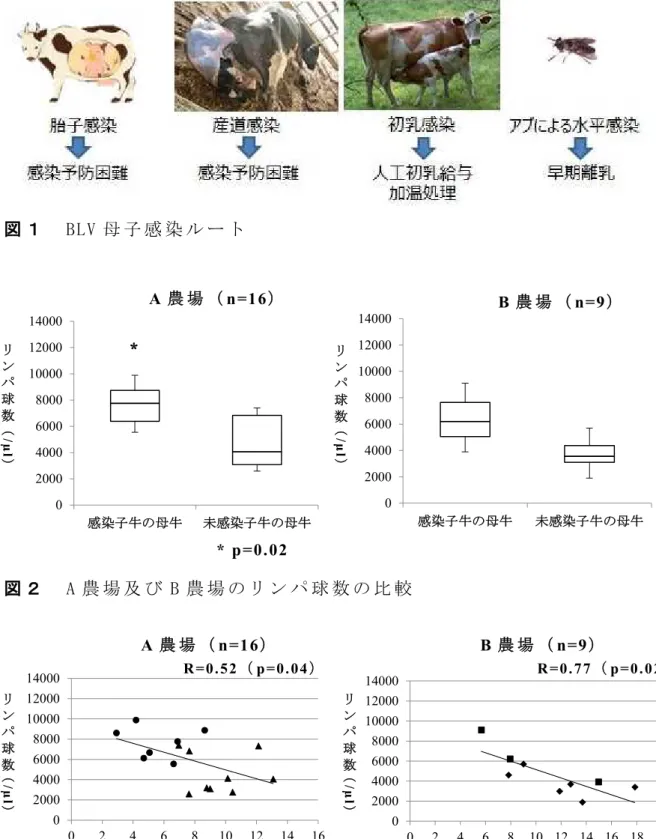 図 １   BLV 母 子 感 染 ル ー ト   図 ２   A 農 場 及 び B 農 場 の リ ン パ 球 数 の 比 較   図 ３ A 農 場 及 び B 農 場 の リ ン パ 球 数 と 年 齢 の 相 関 関 係02000400060008000100001200014000感染子牛の母牛未感染子牛の母牛020004000600080001000012000140000246810121416感染子牛の母牛未感染子牛の母牛0200040006000800010000120001400002