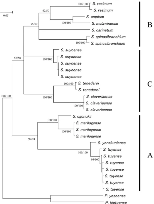 Fig. 2.   A bayesian tree of the species of Wallacellum based on the sequences of COI