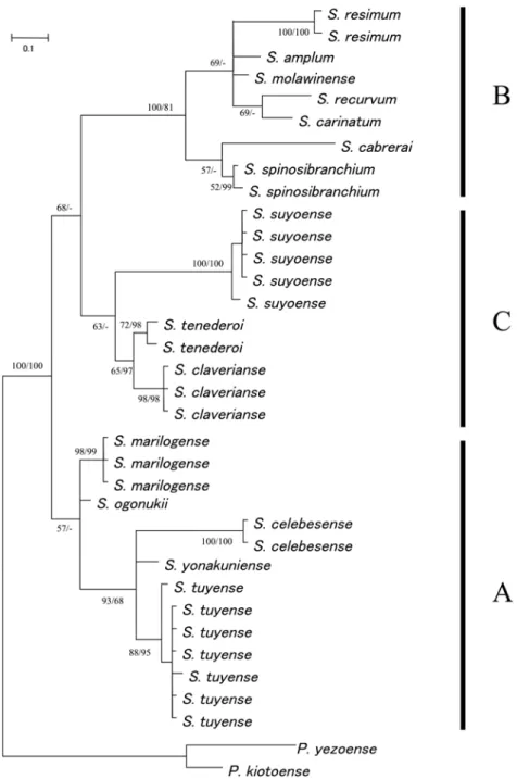 Fig. 3.   A bayesian tree of the species of  Wallacellum based on the sequences of 16S rRNA region