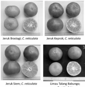 Table  4.  Fruit  characteristics  of  four  mandarins  collected  in  West  Sumatra.