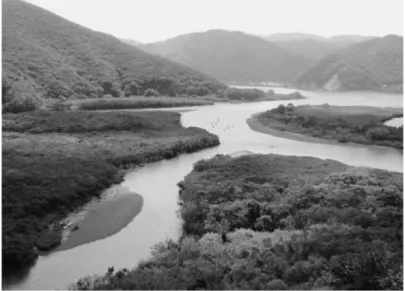 Fig.  2.  Mangrove  forest  in  Amami  Island.