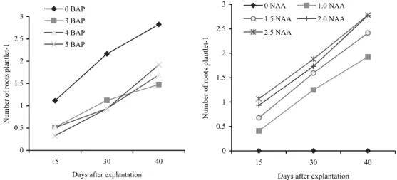Fig. 5. Effect of different concentrations of BAP and NAA on number of roots of banana plantlet cv.