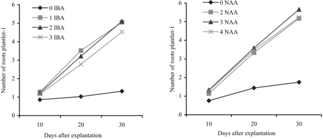 Fig. 6. Effect of different concentrations  of IBA and NAA on number of roots of  banana cv.