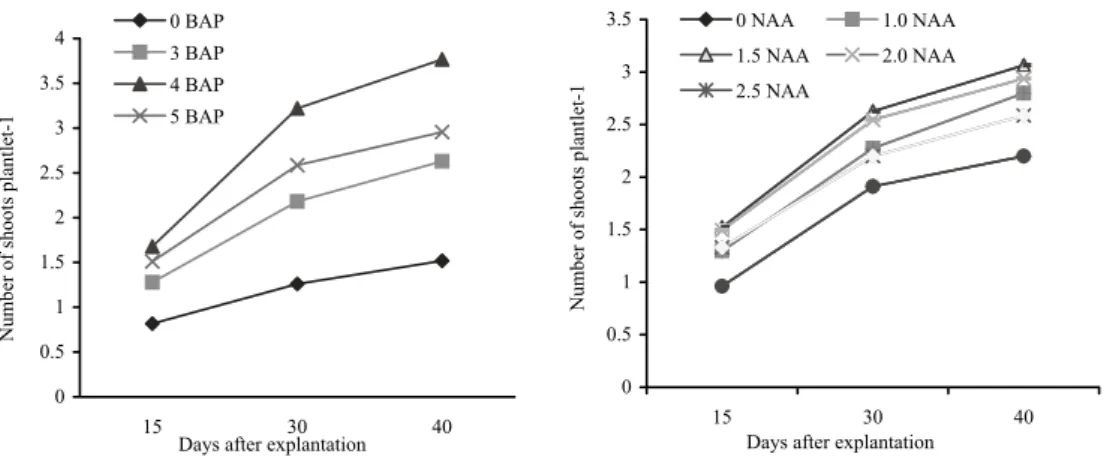 Fig. 1. Effect of different concentrations of BAP and NAA on shoot number of  banana cv.