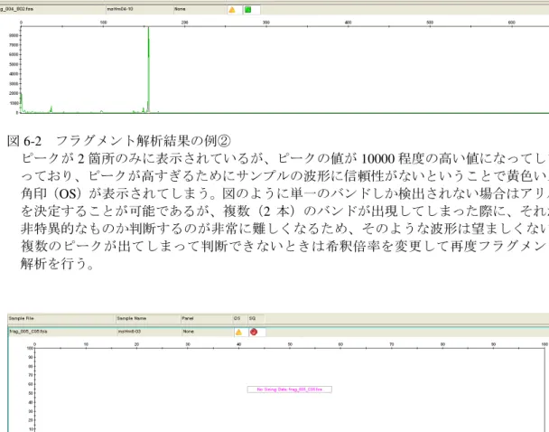 図 6-2  フラグメント解析結果の例②    ピークが 2 箇所のみに表示されているが、ピークの値が 10000 程度の高い値になってしま っており、ピークが高すぎるためにサンプルの波形に信頼性がないということで黄色い三 角印（OS）が表示されてしまう。図のように単一のバンドしか検出されない場合はアリル を決定することが可能であるが、複数（2 本）のバンドが出現してしまった際に、それが 非特異的なものか判断するのが非常に難しくなるため、そのような波形は望ましくない。    複数のピークが出てしまって判断で