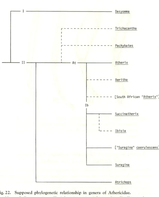 Fig. 22. Supposed phylogenetic relationship in genera of Athericidae.
