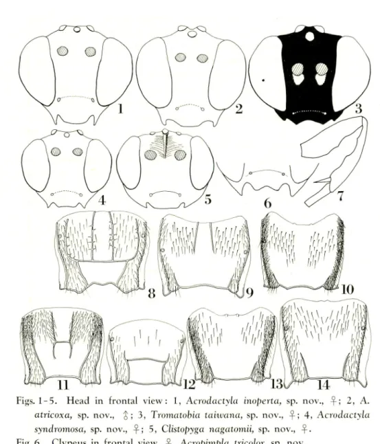 Fig. 6. Clypeus in frontal view, -^, Acropimpla tricolor, sp. nov.