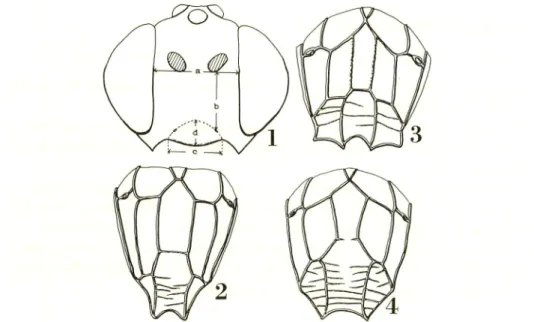 Fig. 1. Head in frontal view (a, width of face; b, height of face; c, width of clypeus;