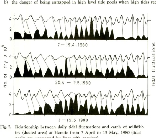 Fig. 7. Relationship between daily tidal fluctuations and catch of milkfish fry (shaded area) at Hamtic from 7 April to 15 May, 1980 (tidal peaks are connected by lines with maxima).
