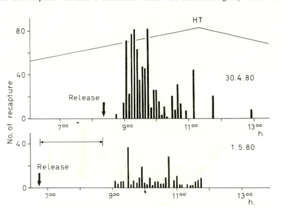 Fig. 10. Recapture of marked milkfish fry from the first release (upper, 30 Aplil, 1980) and the second release (below, 1 May, 1980) at Hamtic.