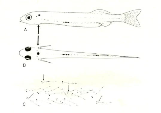 Fig. 2. The lateral view (A) and dorsal view (B) of milkfish fry showing natural pigmentation pattern and spot marked (indicated by arrow) by vital color