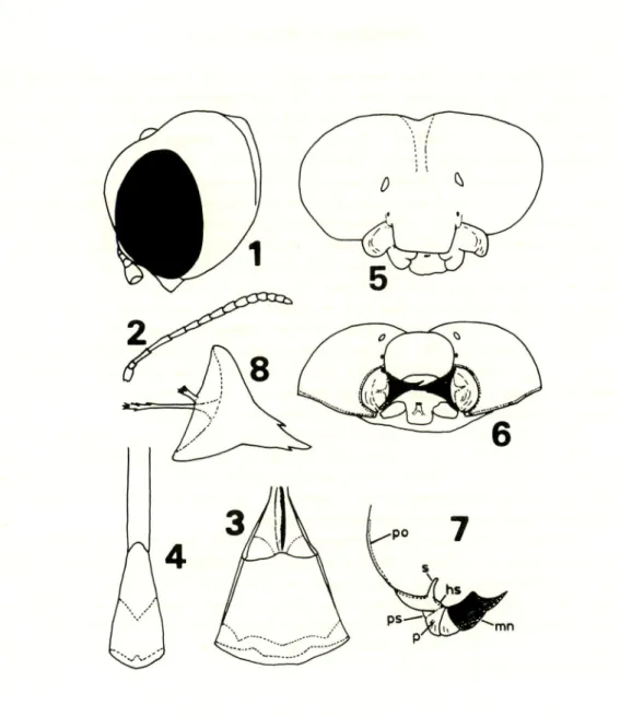 Fig. 4. B. typicus typicus (paratype), $, gastral tergites 1 &amp; II from above. Based on a colour slide taken by Mr