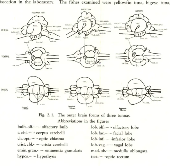 Fig. 2. 1. The outer brain forms of three tunnas.