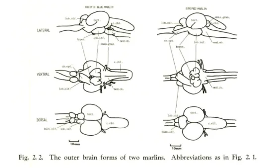 Fig. 2. 2. The outer brain forms of two marlins. Abbreviations as in Fig. 2. 1.