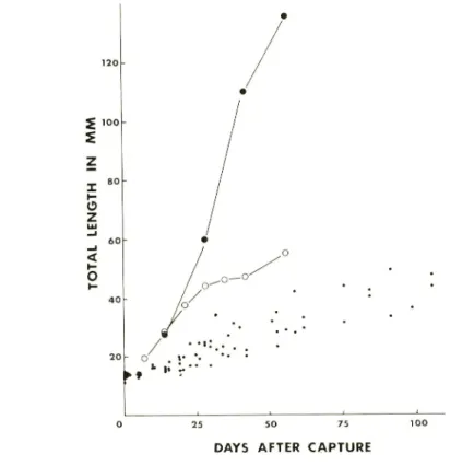 Fig. 1. Growth of the milkfish reared in different conditions. Large closed circle ; average growth at a rate of one fish/m2 (from SHUSTER, 1952), open circle ; at a rate of 10-100 fish/m2 (from RABANEL et al, 1953) ; small closed circle ; present data at 