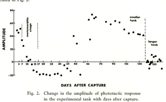 Fig. 2. Change in the amplitude of phototactic response in the experimental tank with days after capture.
