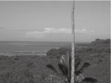 Fig. 1. The coastal area, coexisting mangrove forest, tidal flat, and  coral reef on the Viti Lavu Island in Fiji.