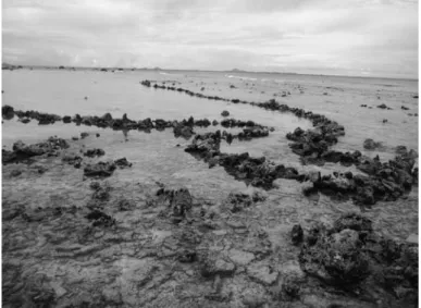 Fig. 2 Fish trap by stone fence.