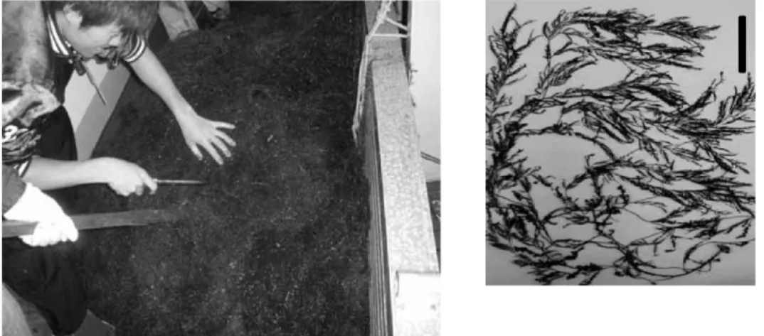 Fig. 3. Eggs (arrow) on the female receptacles of drift S. hornerm.  Scale 1 cm.