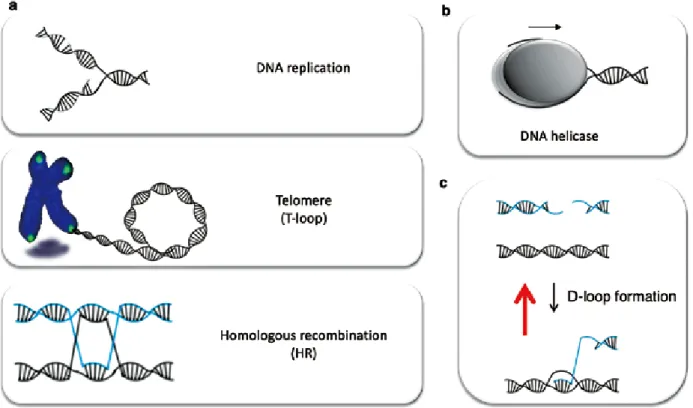 Fig. 1 a. Typical DNA secondary structures created during DNA replication, recombination and repair.