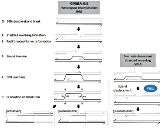 Fig. 5  A model for abnormal telomere shortening derived from RTEL1 depletion (it is discussed in the text).
