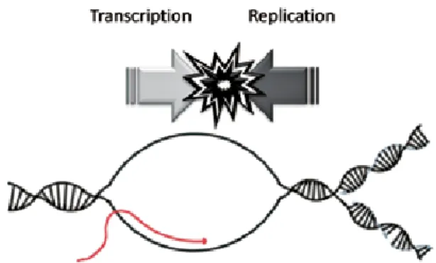 Fig. 7  A model for the conflict between DNA replication and  Transcription (it is discussed in the text).