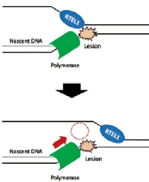 Fig. 9  A model for the contribution of RTEL1 in the genome-wide  replication (it is discussed in the text).