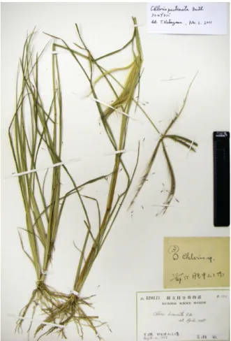 Fig. 2.  Chloris pycnothrix collected in Amami-oshima Island, the  Ryukyus (KPM-NA012926).