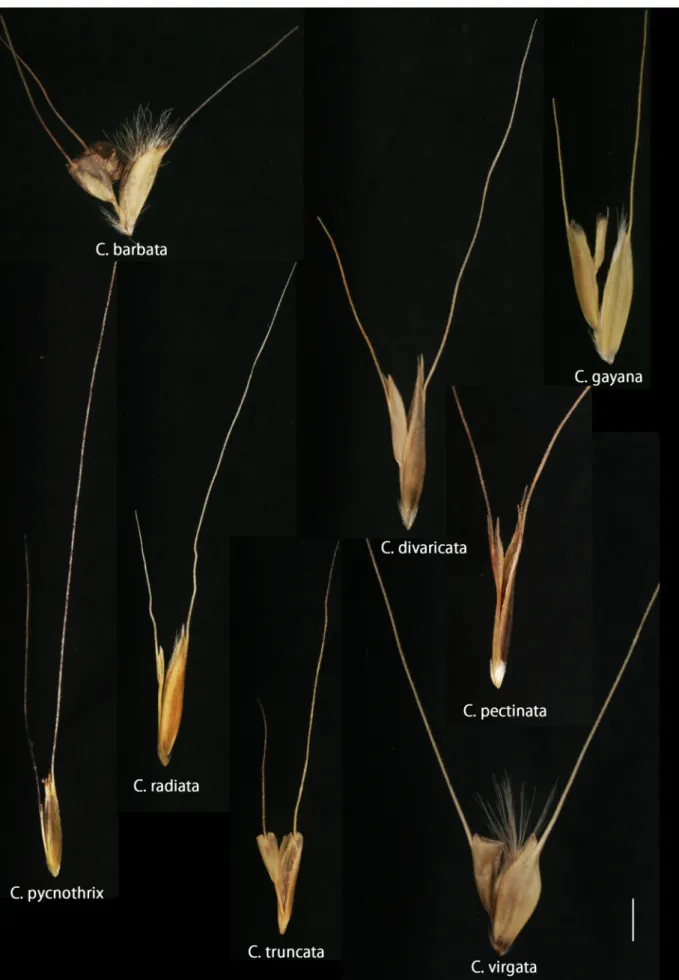 Fig. 3.  Florets of eight species of Chloris.  Scale: 1mm.