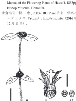 図 2. ハリフタバモドキ  Mitracarpus hirtus  (L.) DC.（A:  花序 B: 果実 C: 種子 . スケール A: 1 cm  B, C: 1 mm）.べ始めたところ，Mitracarpus 属の果実が横に裂開し，中国には Mitracarpus hirtus (L.) DC