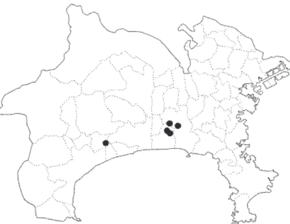 図 3.  開花したハマカキラン（茅ヶ崎市堤南 谷 2011.6.11 岸 一弘撮影）.図 2.  芝地に生育するハマカキラン（藤沢市大庭 2013.5.21 岸 一弘撮影）.申し上げる．【藤沢市】 　8 株確認：藤沢市大庭・芙蓉カントリー倶楽部 藤沢グループ・岸 一弘・岸しげみ 2013.5.21（図 2）.　9 株確認：藤沢グループ 同所 2013.6.20.　19 株確認：藤沢グループ 同所 2014.5.9.【茅ヶ崎市】　1 株採集・10 数株確認：茅ヶ崎市芹沢城之腰 安井利子 2005.6.19.