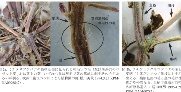 図 2b. クキゲミチタネツケバナの茎と 葉柄（主茎だけでなく側枝にも毛が 生える．葉柄基部の毛と茎の毛は性 質がやや異なる . 足柄下郡湯河原町 広河原林道入口 勝山輝男 1996.4.26  KPM-NA0100787）.図 2a