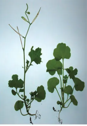 図 7.  ニワサキタネツケバナの生植物 .  茎基部の葉が 単葉であることが判る（横浜市神奈川区大口仲町  2007.11.18）.裸地やヤナギ林下の無植生地等に場合によっては一面に群生する冬型一年草で，3 〜 4 月に開花〜結実するが，それ以外の環境や時期には全く見られない．その為，分布していても気づかれる機会が少なく，観察，採集される確率も低い．確実に同定するには，ある程度熟した果実を見る必要があり，その適期は関東平野では３〜４月である．　関東地方の本種の写真や図が載っている図書として堀内（1998;