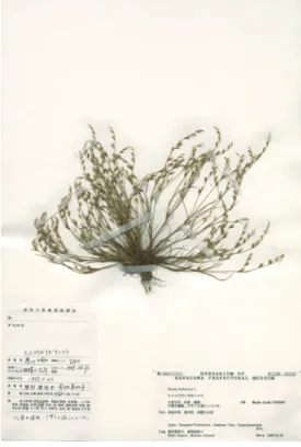 図 1.  ヒメコウガイゼキショウ Juncus bufonius  L . （高 座 郡 寒 川 町 1999.5.30  埜村恵美子 ・ 菊地真知子  KPM-NA0115423）