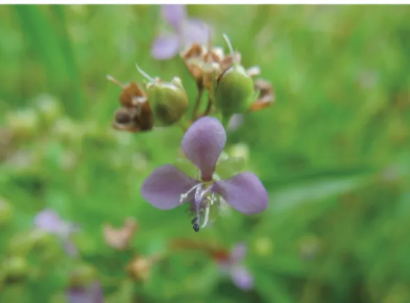 図 2.  シマイボクサの花 （小田原市曽比 2013.9.14  伊藤晁 逸 撮影）. どうしてシマイボクサが生育しているのかは不明であ る． シマイボクサは日当りの良い， 湿った場所や水 田の畦に成育するが， 海岸の乾いた場所でも育つこ とができ， 繁殖力が強く， 沖縄では強雑草とのことで ある． 花が開く時刻は遅く， ほとんど昼頃， 一斉に 咲き， 夕方にはしぼむ． 今回の観察によるシマイボ クサの形態的特徴は以下のとおりである． 草丈は 15 ～ 25cm， 茎は下部で分枝し， 匍匐して節からも根 