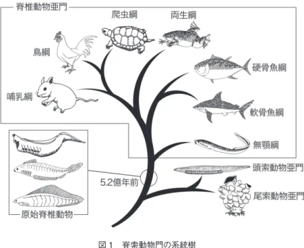 図 1　脊索動物門の系統樹　 　脊椎動物亜門に頭索動物亜門 ( 図はナメクジウオ )と尾索動物亜門 ( 図はホヤ ) を加えて 脊索動物門となる。これらの生物は全て脊索を持つが、脊索細胞が組織化するために細胞接 着分子 AXPC が用いられるのは脊椎動物亜門の場合のみである。5.2 億年前に棲息してい たと考えられている原始脊椎動物のメタスプリジーナ ( 上 : Metaspriggina)、ミロクンミンギア ( 中 央 : Myllokunmingia)、そしてハイコウイクティス( 下 : Haikoui
