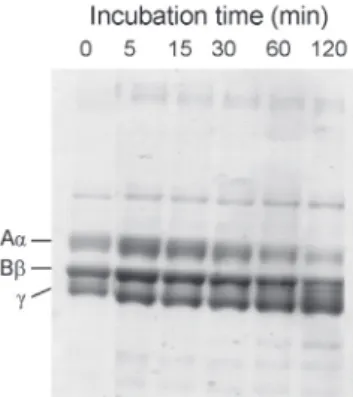Fig. 5.  Comparison of the substrate specificities of brevilysins. The cleavage sites of the oxidized bovine insulin B  chain are indicated by arrows.