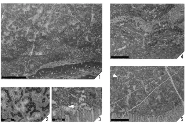 Fig. ９   1 .  Type  A- 2 , 3   Donezella ,  Loc.Iw- 221 ʼ .    2 .  Type  A- 1   Donezella ,  Loc.Md 1 - 30 .    3 .  Type  A- 3   Donezella ,  Loc.