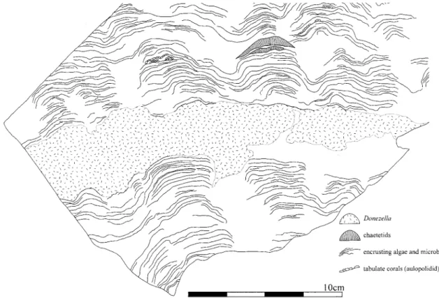 Fig. ８   Sketch  showing  Donezella   occurrence  in  a  vertical  slab  in  the  binding  reef  framewaok  from  locality  of  Iw- 221 ʼ .
