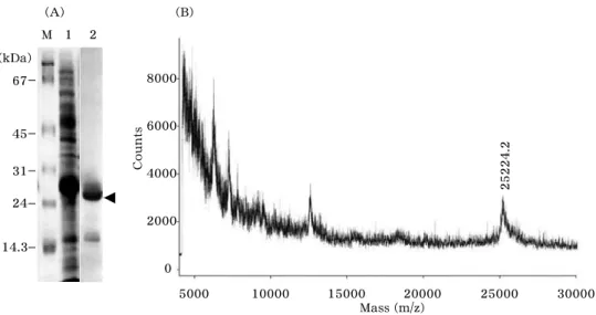 Fig.  3 .   Purification  and  identification  of  TrxA-OTI.  (A)  Total  proteins  in  Bacterial  soluble  fraction  (lane  1 )  and  proteins  purified  by  Ni 2+ -affinity  chromatography  (lane  2 )  were  analyzed  by  SDS-PAGE.  Protein  bands  corre