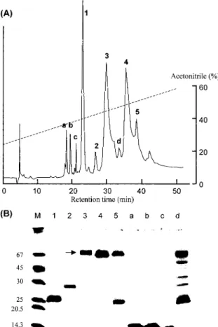 Fig. 3. Purification of P‑60.（A）Reverse‑phase HPLC of P‑60 on a TSK‑GEL ODS‑120T column.